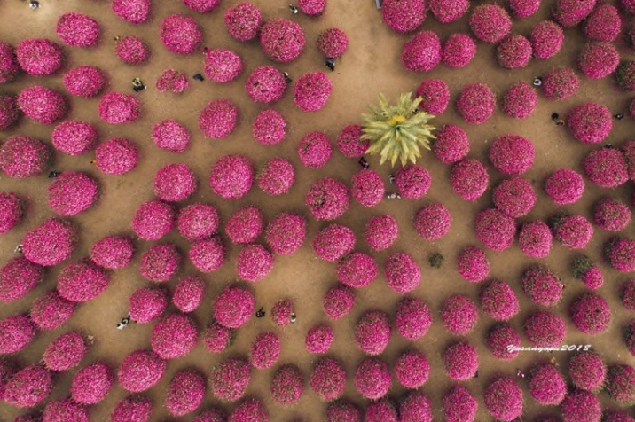 Jeju-Dongbaek-Arboretum