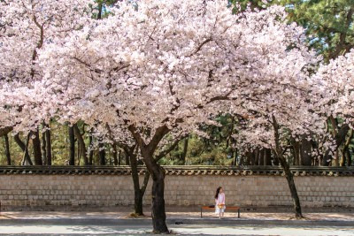 경주 벚꽃 사진입니다.