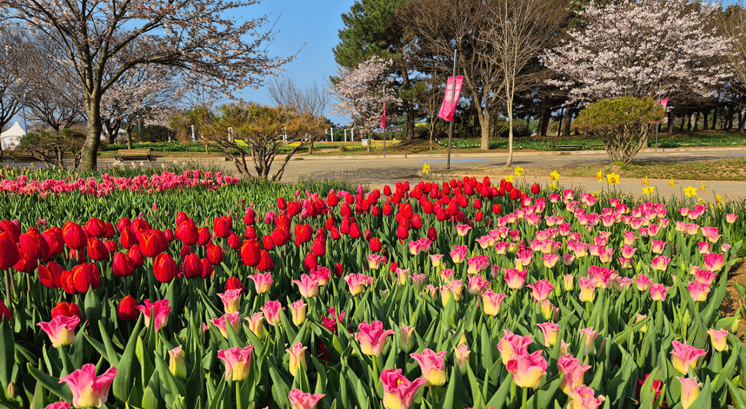 2024 태안 튤립축제