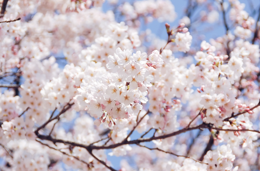 3월 꽃축제 일정