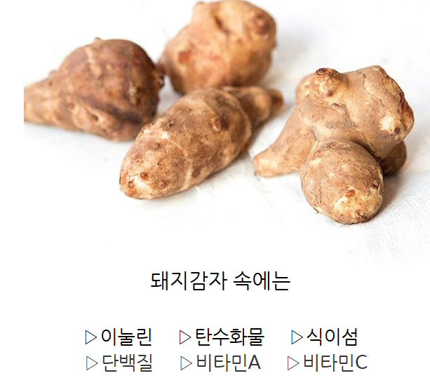 돼지감자차 효능 부작용 판매처