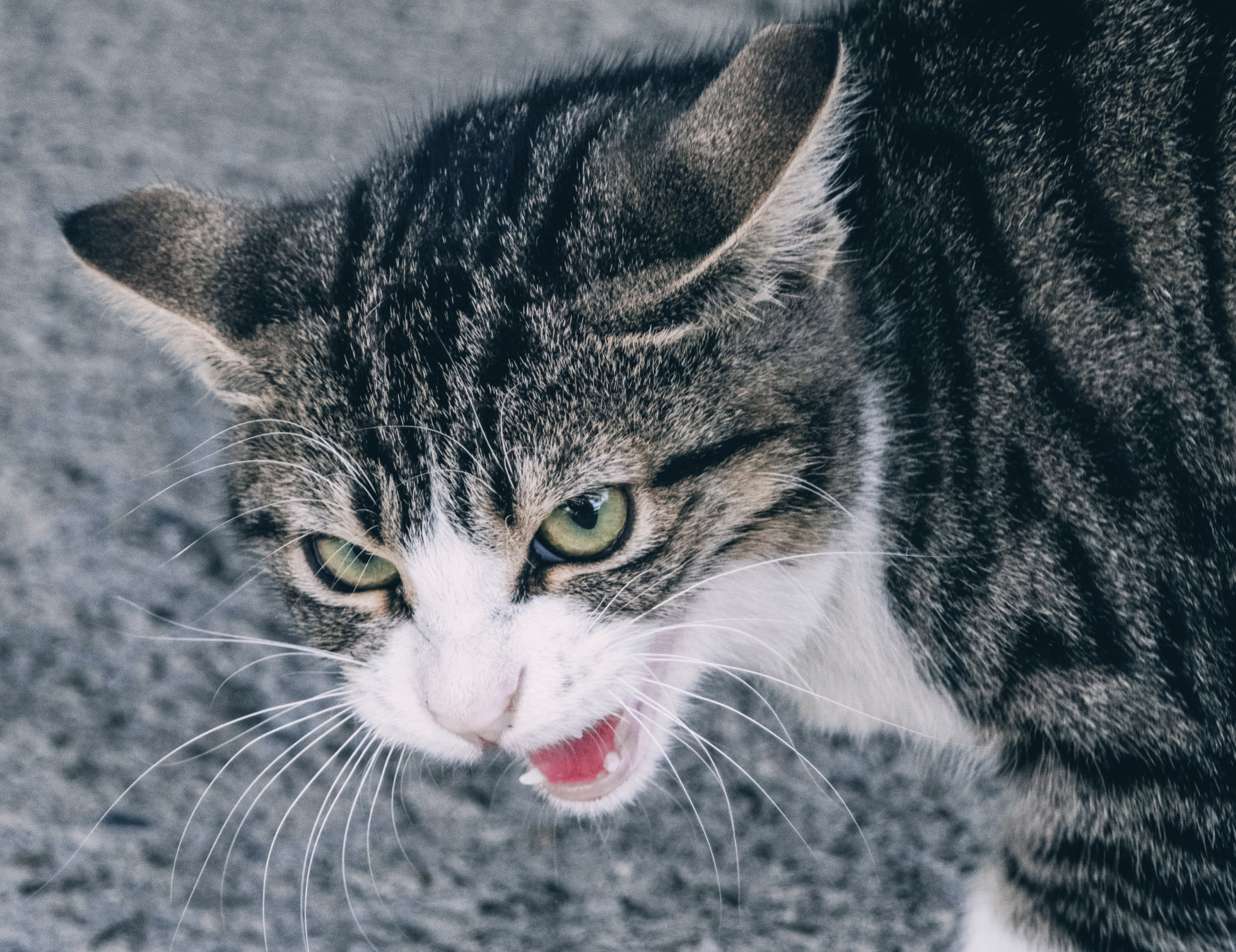 집 구조·가구 이동 후 반려동물이 불안해질 때 환경 재조정 방법