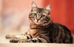 이쪽을 바라보는 고양이