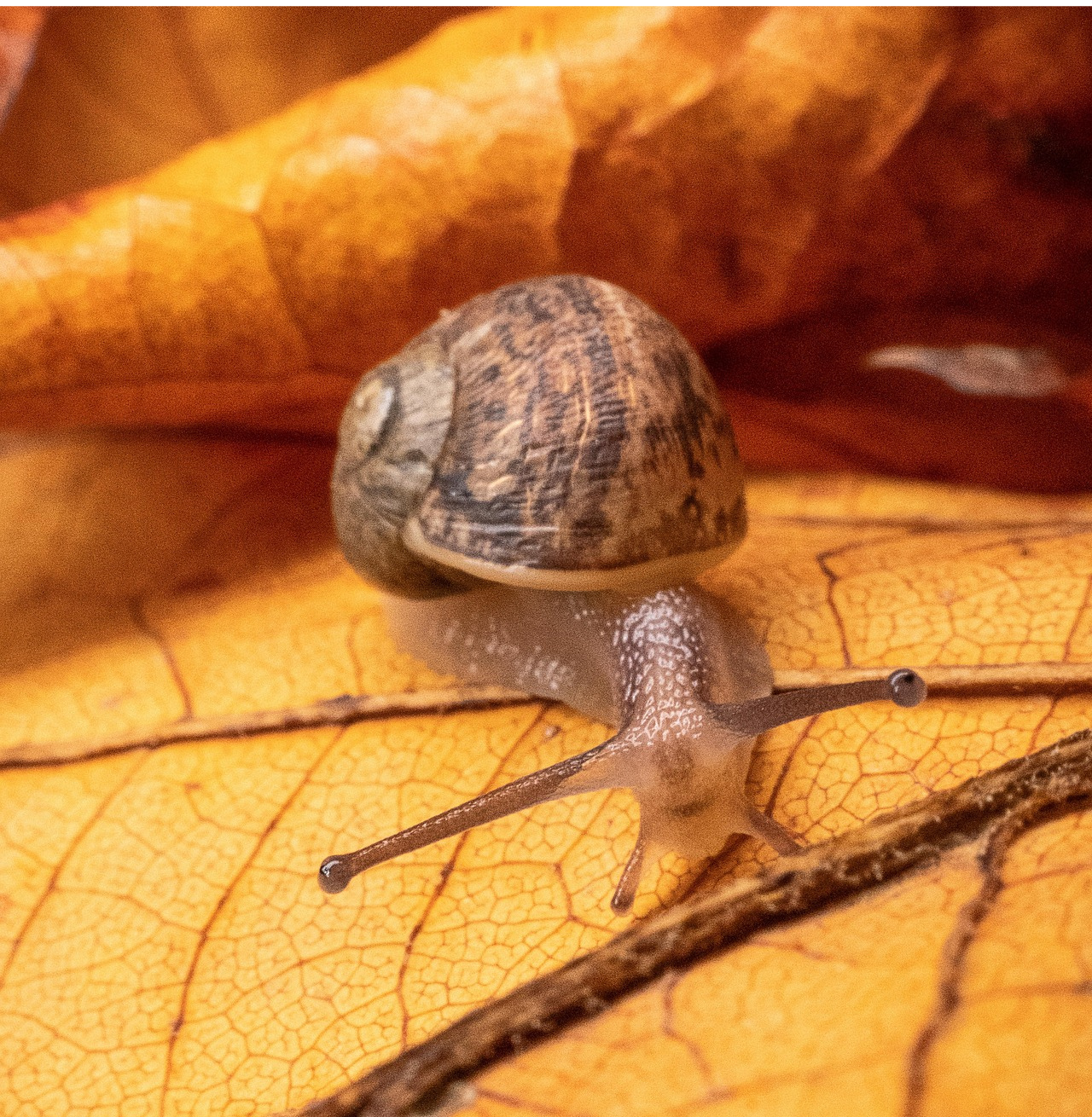 노랑과갈색이 섞인 달팽이가 집을 등에 지고 노란낙엽위로 걸어 다니는 멋스런 이미지-(홀로 서기하는 자취생의 모습과 비슷한 이미지)