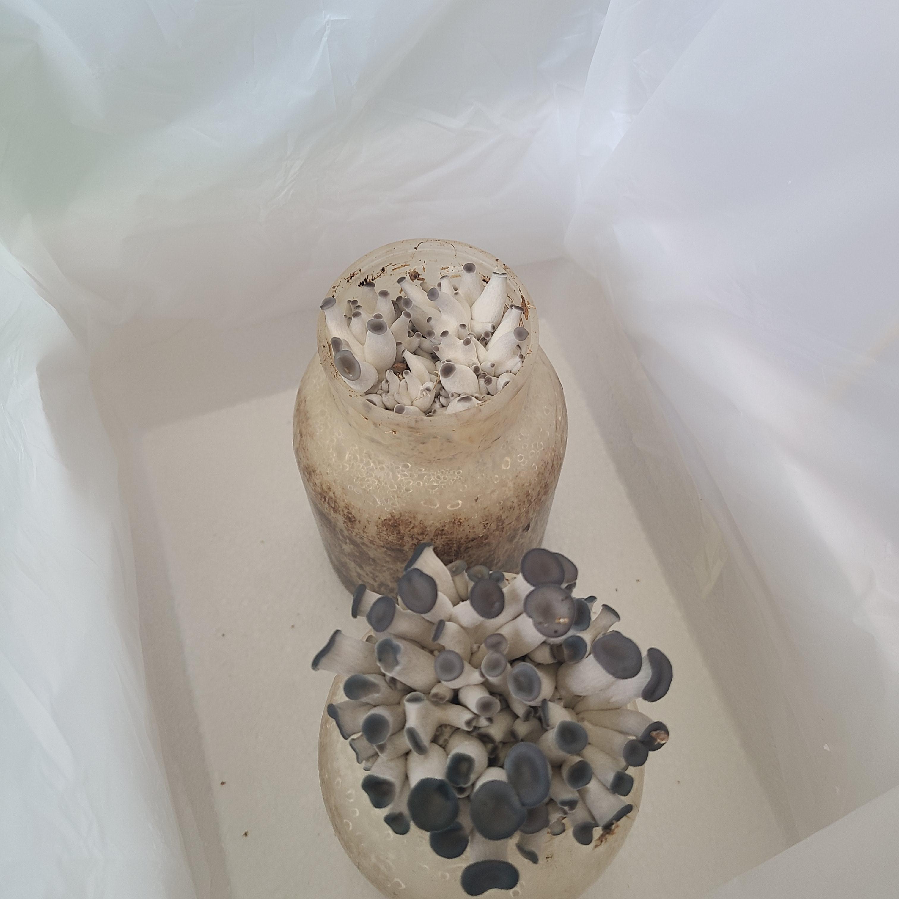 집에서 아이와 함께 시작하는 느타리버섯 키우기 밀키트 박스 개봉 사진, 홈가드닝 준비물