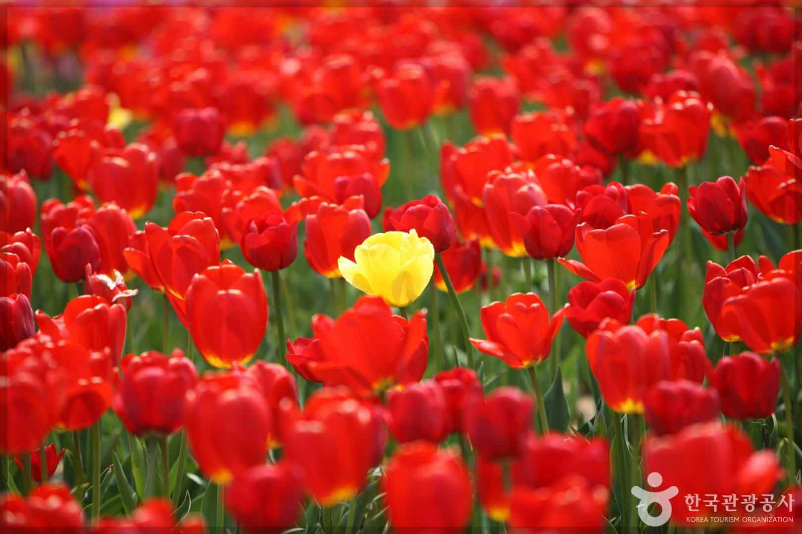 2024 태안 튤립 축제 일정 기간 입장료 할인 주차장