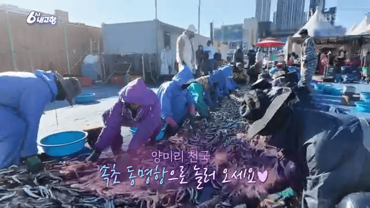 [6시내고향]강원도 속초 양미리 도루묵 오징어 &amp;#39;금성호&amp;#39; 택배 연락처 정보