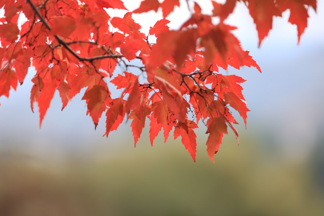 The most important noun related to '입추 유래' is Autumn.