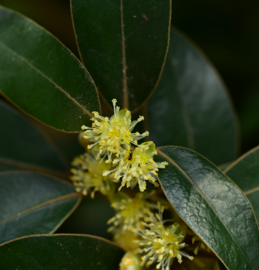 까마귀쪽나무 꽃