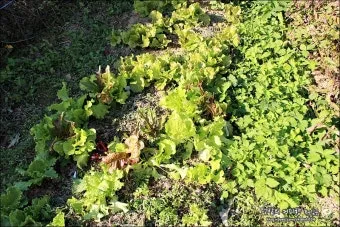 2025년 10월에 파종하기 좋은 작물들 농업 재배법_8