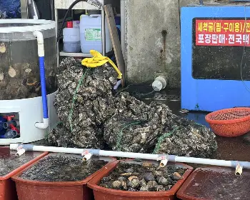 천북 굴 단지, 굴 축제_21