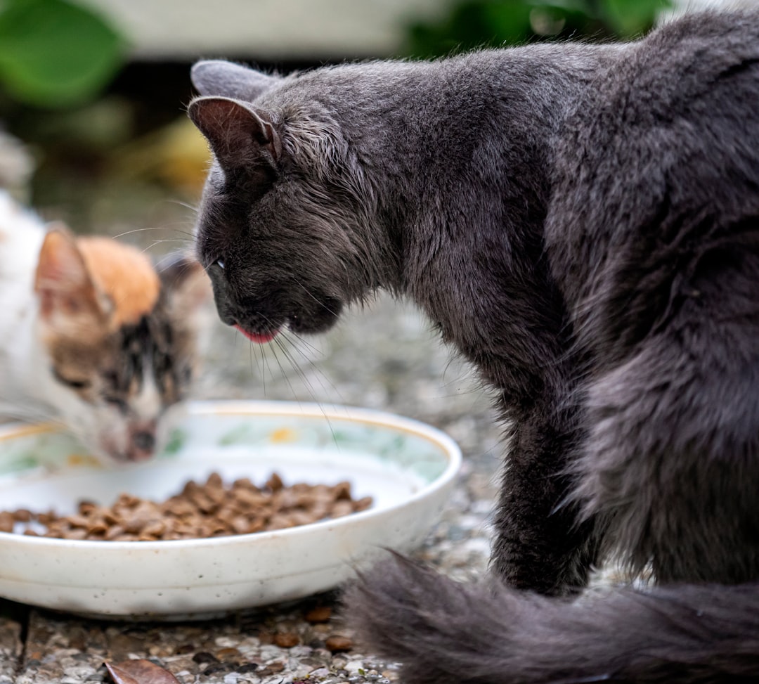 Cat food.