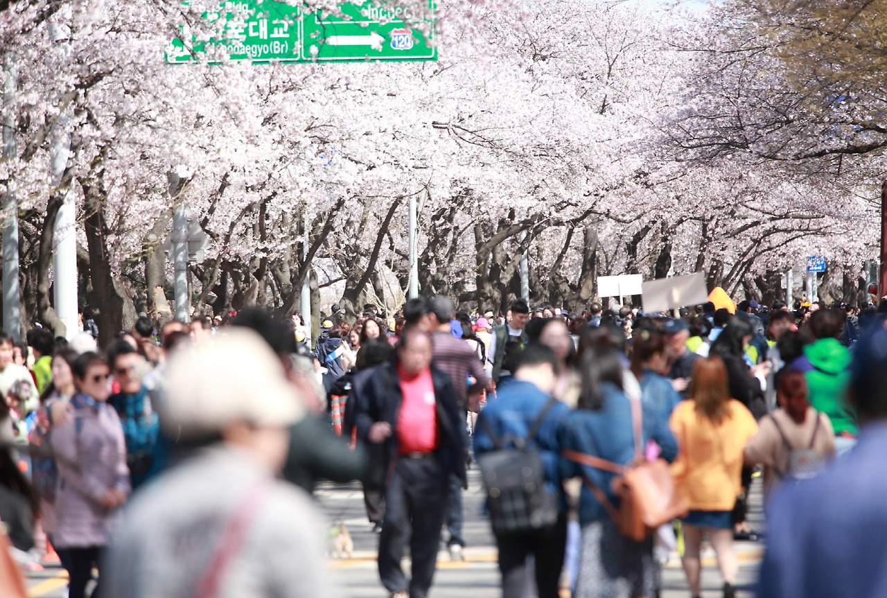 여의도 벚꽃축제