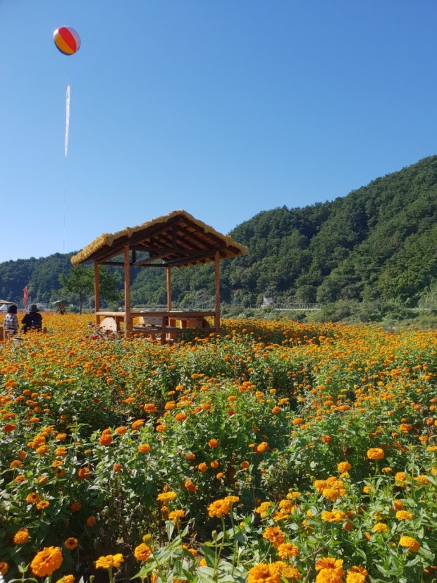 평창 대관령 하늘목장 해바라기 축제