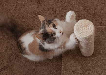 고양이스크래처