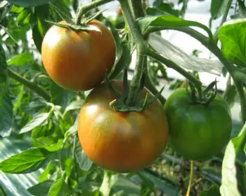 대저토마토축제_17