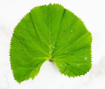 곰취 먹는방법 쌈 무침 장아찌 만드는법 요리 데치는방법_6