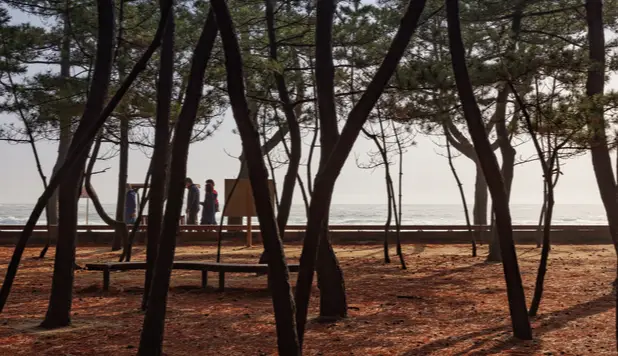 해변가 주변 소나무들이 늘어선 모습