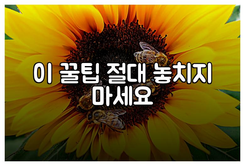 이 꿀팁 절대 놓치지 마세요
