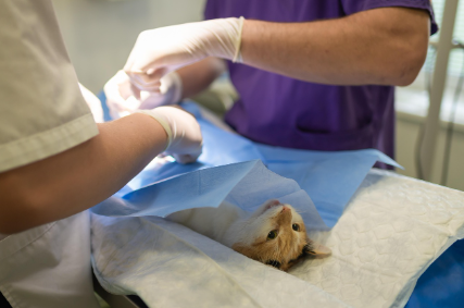 동물 부검 전문가 – 죽은 동물에게 말을 거는 사람들