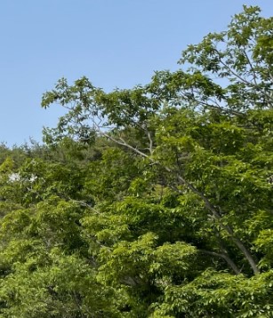 숲나들e 무의도 자연휴양림 국내 여행지 추천 관련사진
