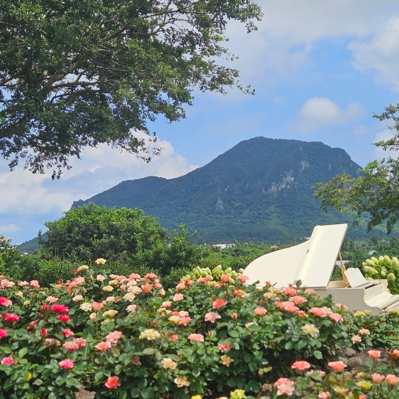 2025 마노르블랑 수국축제