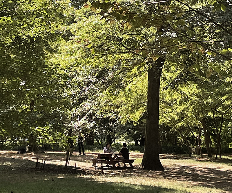 향기 블렌딩 시더우드 숲속