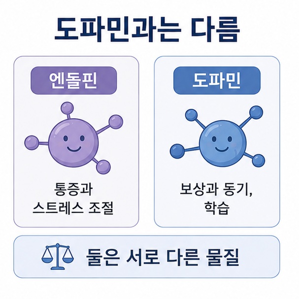 엔돌핀은 통증과 스트레스 조절에 관여하고 도파민은 보상과 동기, 학습 등에 관여해 서로 다른 물질이라는 점을 비교한 이미지