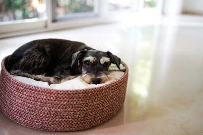 개침대에 누워있는 강아지