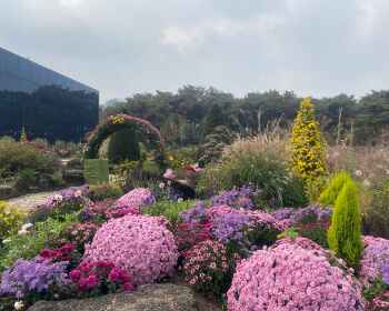 벽초지 수목원 가을꽃 국화축제_20