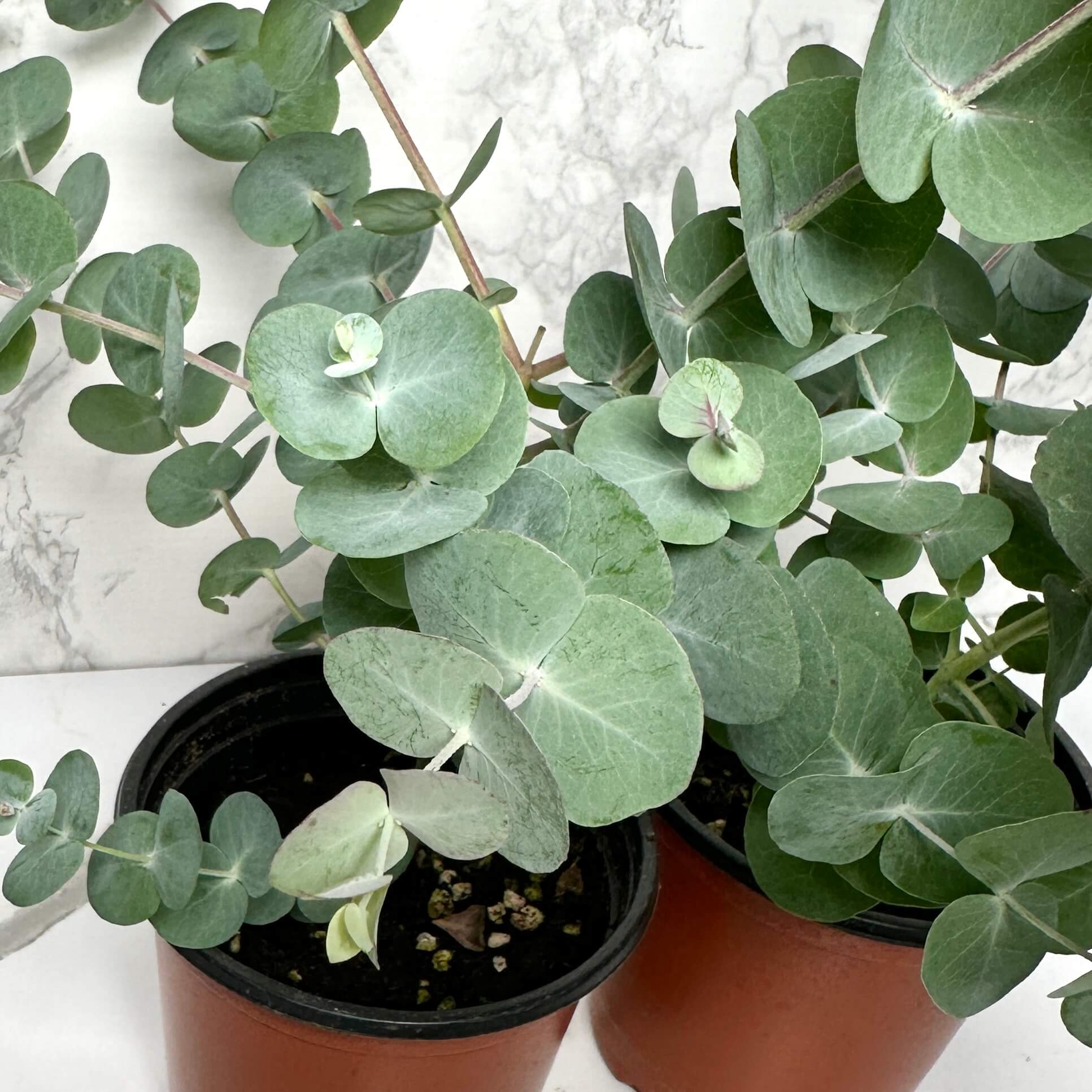 유칼립투스 키우기