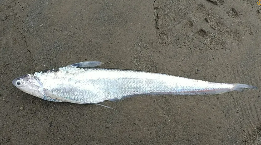 청어목 멸치과에 속하는 물고기로서, 충청도나 전라도에서는 '우어'라고도 부르는 웅어