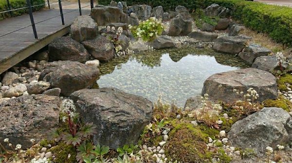 아파트 조경용 돌단풍 꽃