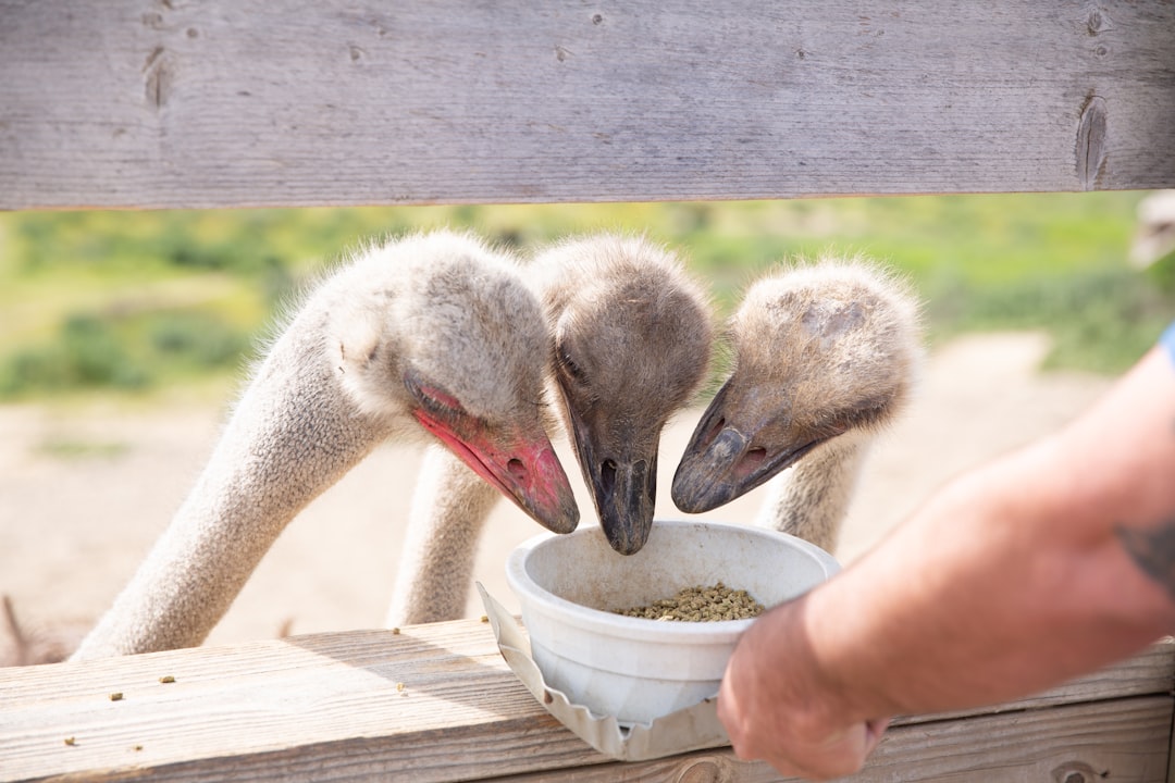 Feeding