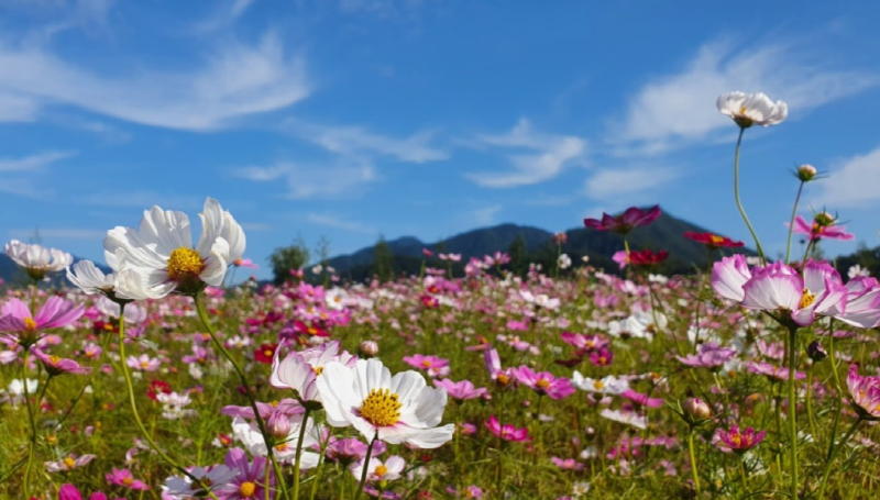 포천 한탄강 가든페스타