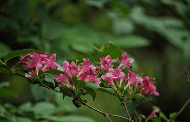 정원에 어울리는 병꽃나무, 병꽃나무