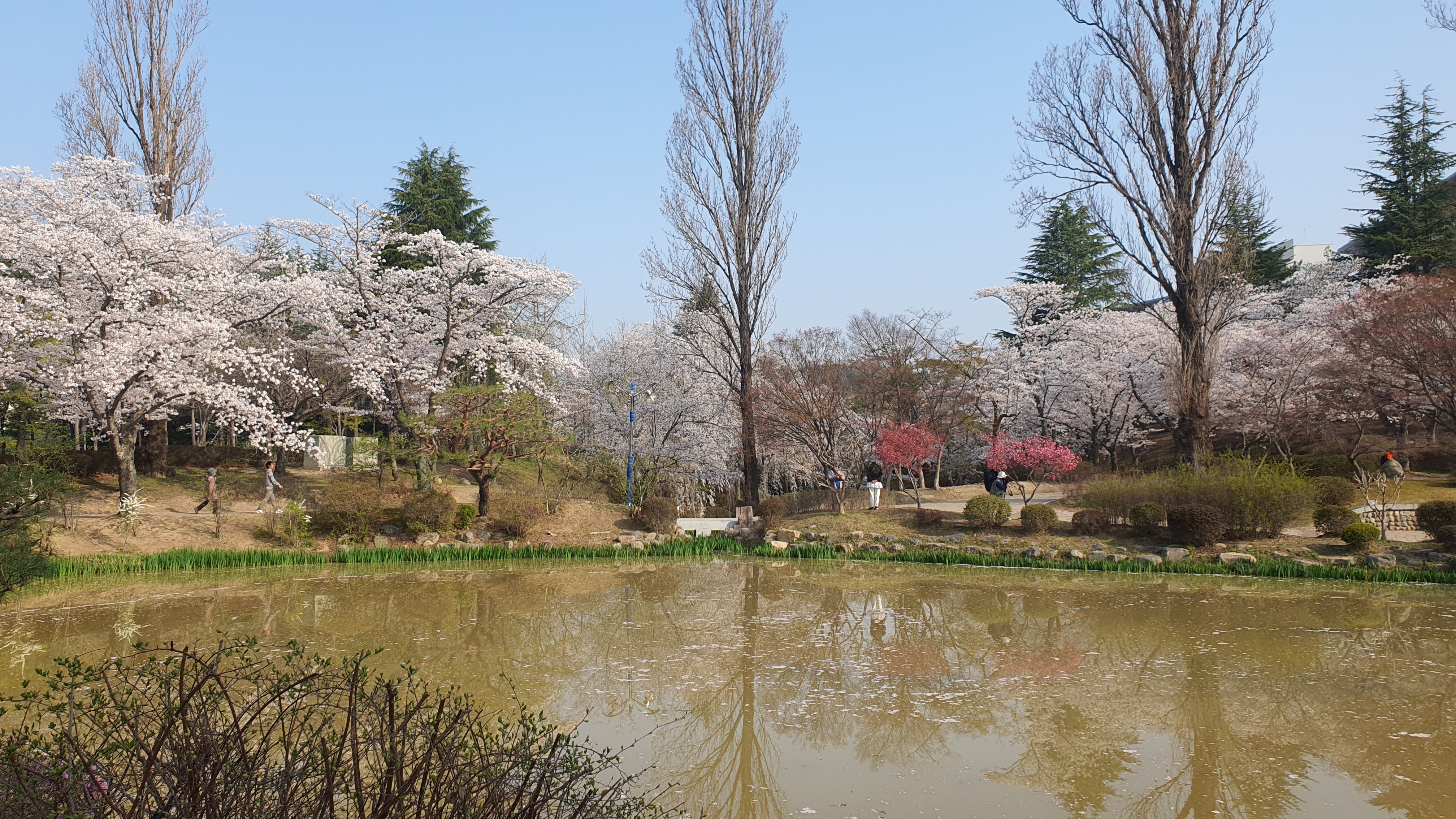경주 보문관광단지 벚꽃