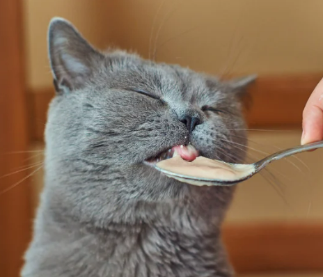 고양이 갑상선 기능 항진증 원인, 증상, 수치 및 관리법 총정리