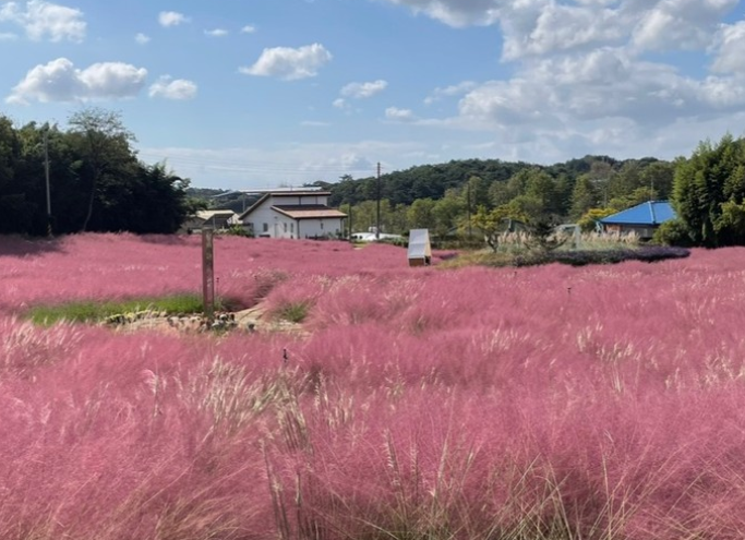 청농원 핑크뮬리2