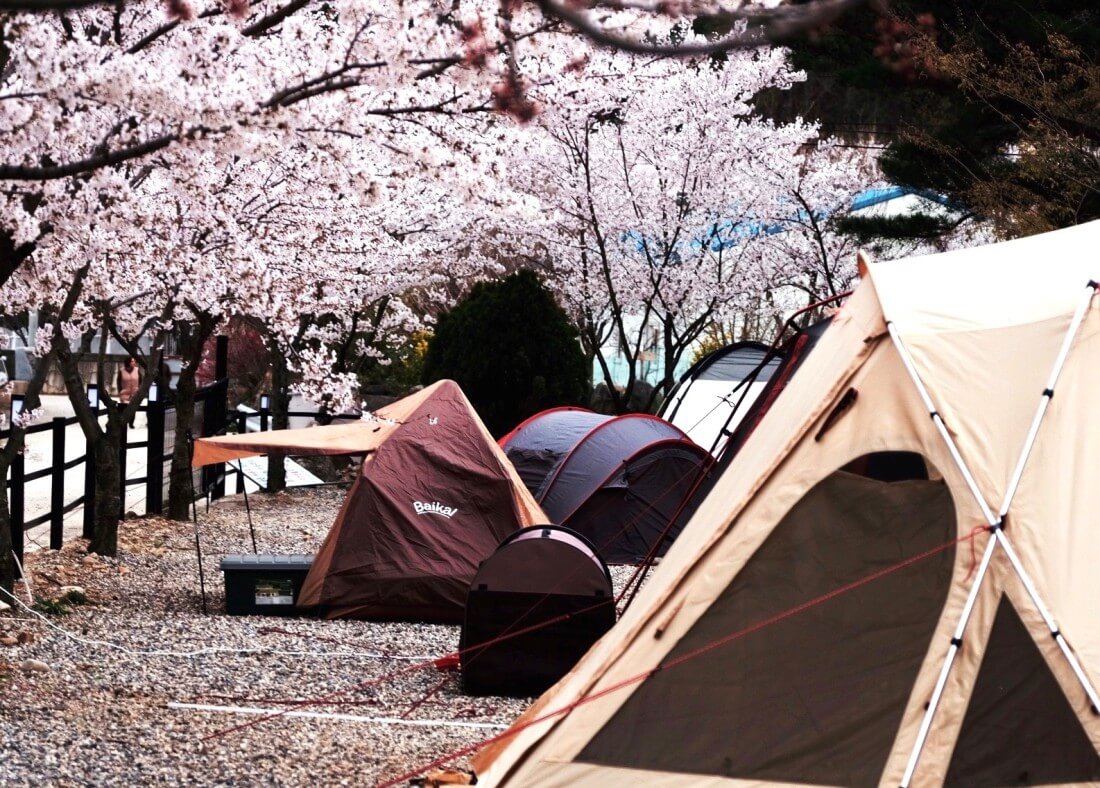 벚꽃 캠핑장