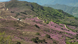 산청 황매산 철쭉축제