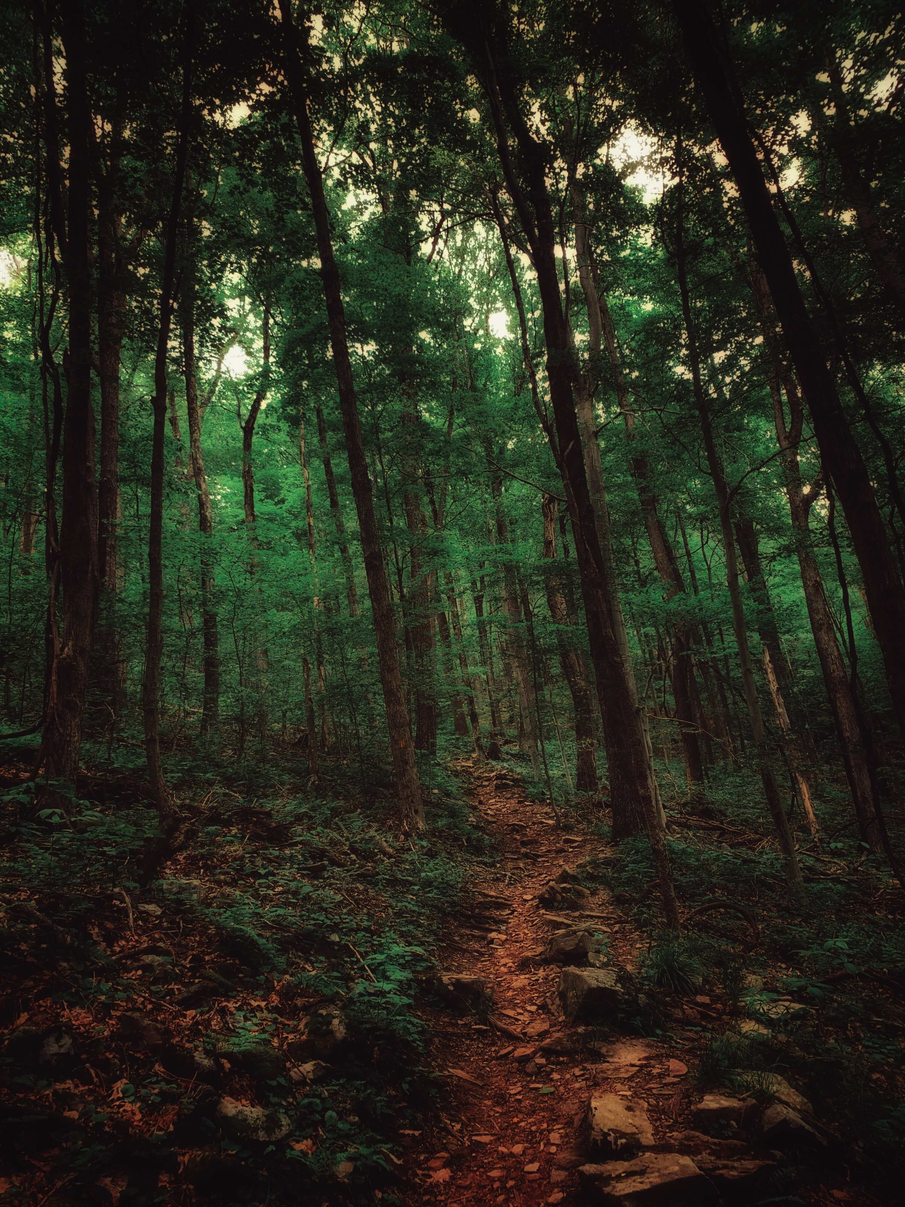 곰배령과 비슷한 자연휴양림 이미지