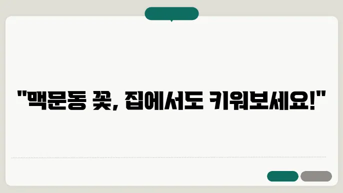 맥문동 꽃 재배방법 가격 씨앗 파종에 대해 알아보기