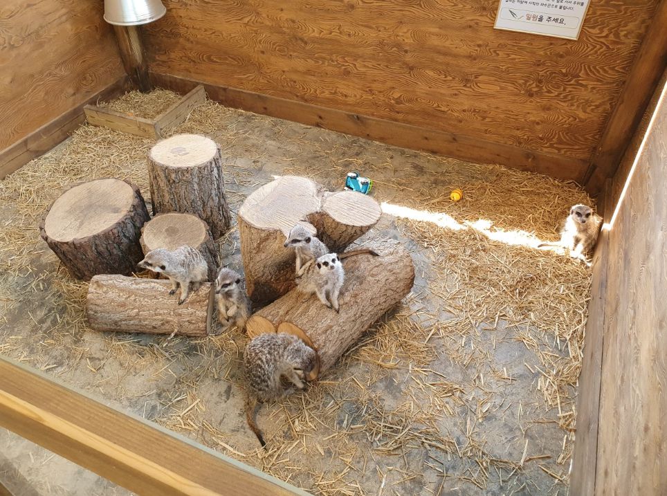 보령 가볼만한곳 베스트10 바둑이네동물원