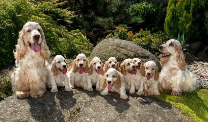 잉글리쉬 코카 스파니엘의 부모 자식.