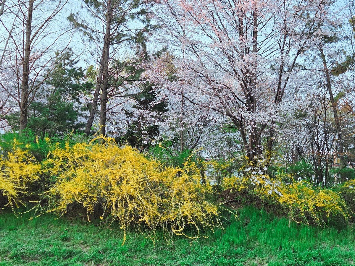 인천 벚꽃 명소 굴포천: 청리단길 꼭 가봐야 할 사계절 감성 산책로