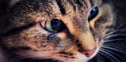 눈물을 흘리는 고양이.