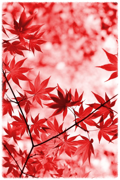 화담숲 가을 단풍 축제 기간 예약 입장료 방법