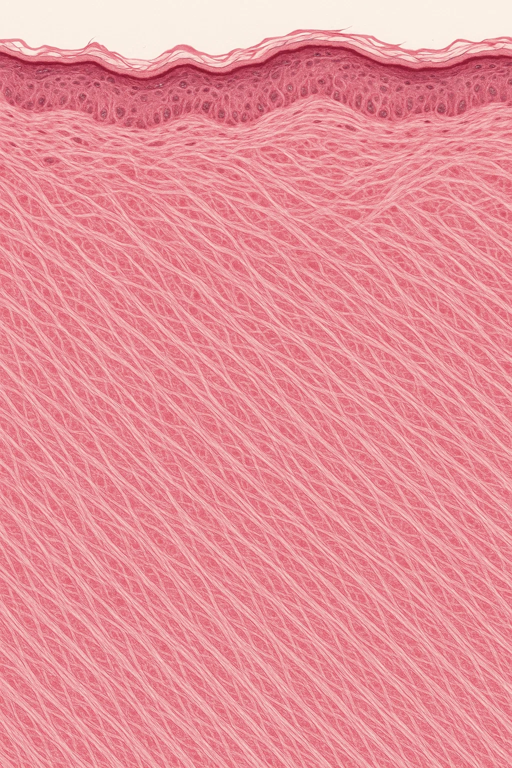 조직 리모델링: 콜라겐 섬유가 촘촘하게 채워지는 듯한 느낌의 피부 단면 이미지