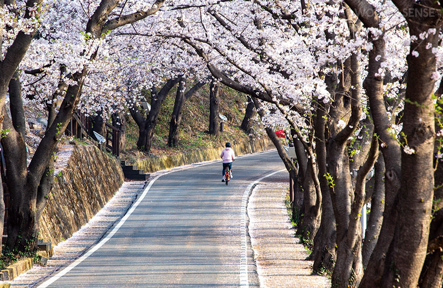 하동십리벚꽃길